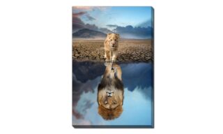 Lion Cub Reflection Adult Lion (D3568-3045)