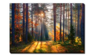 Fall Forest (D3846-3045)