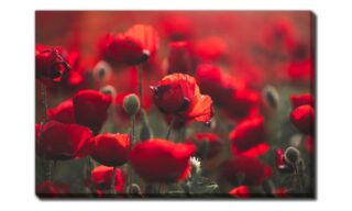 Field of Red Poppies (D4320-3860)