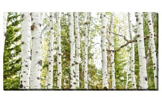 Birch Forest Panel (D1139-3060)