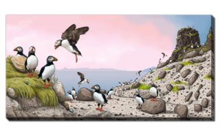 Puffin Land (DDR26017-2040)